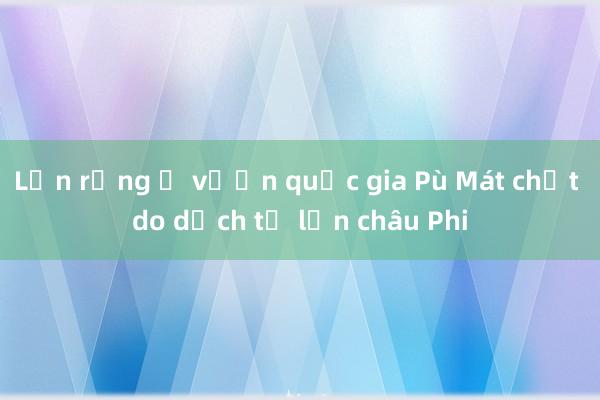 Lợn rừng ở vườn quốc gia Pù Mát chết do dịch tả lợn châu Phi